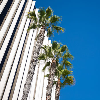 Cherilyn Sheets, DDS, FACP