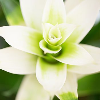 Cherilyn Sheets, DDS, FACP